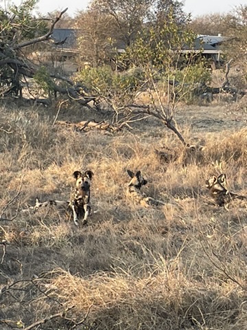 Timbavati Private Nature Reserve, South Africa